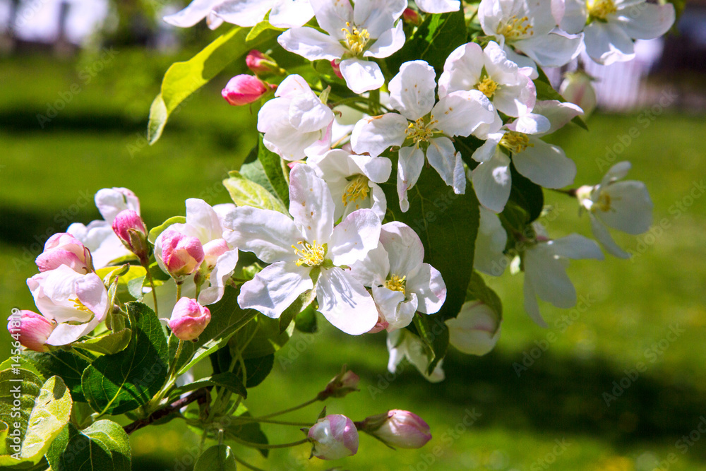 Fototapeta premium Apple tree flowers