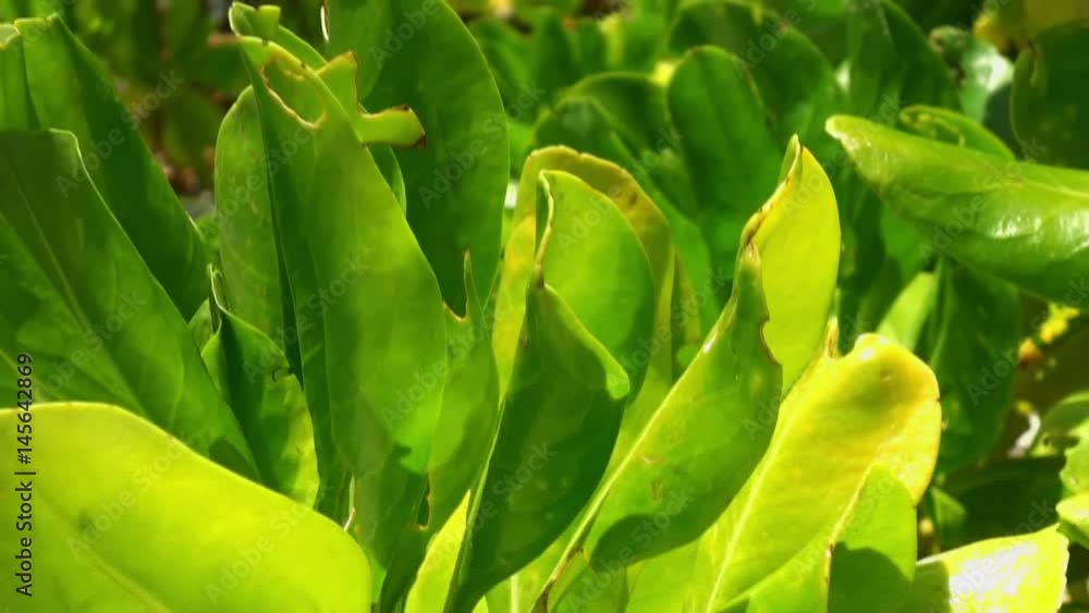 Banana tree sheets under bright sun on background of clear blue sky in Maldives. Pleasant journey into the world of nature. A unique landscape.