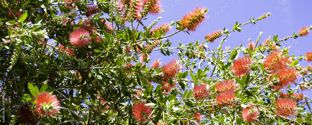 Obraz premium Bottle Brush Tree
