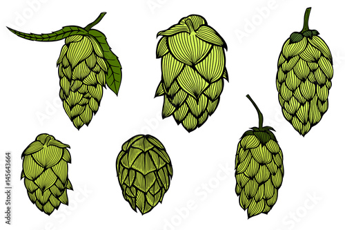 engraving style Hops set
