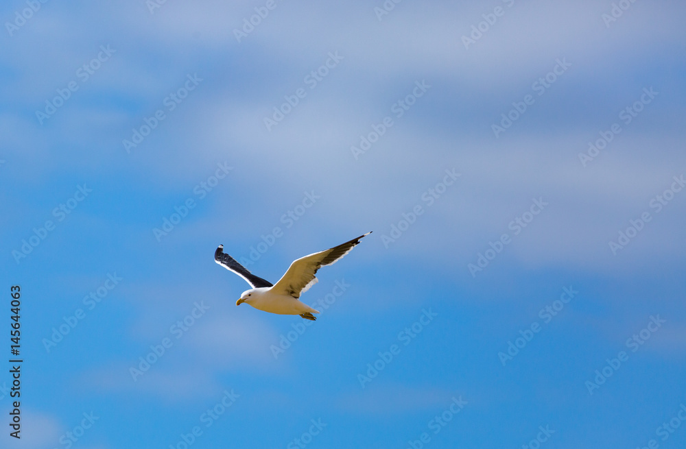 Naklejka premium Fliegende See Möve