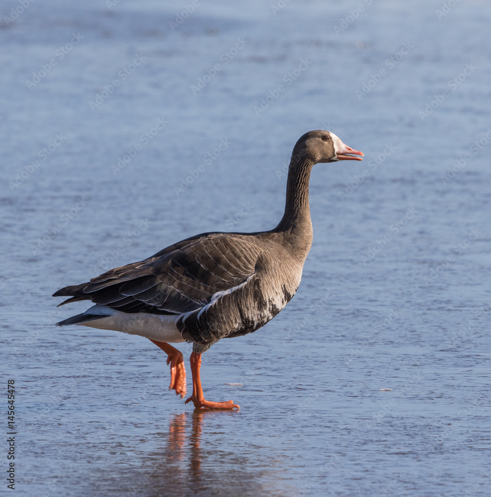 White-fronted Goose White-fronted Goose
