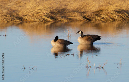 Canada Geese