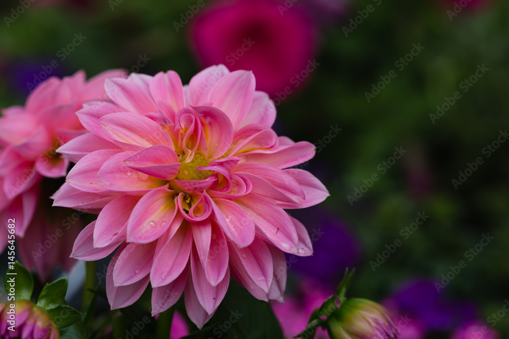 Beatiful pink dahlia flower