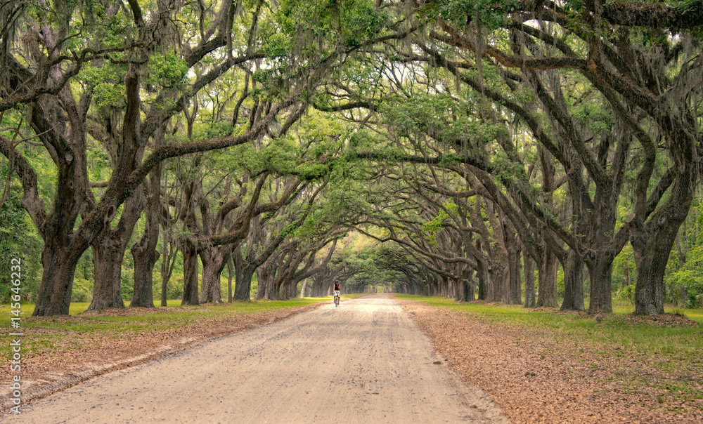 Dirt road into Wormsole Plantation lined with Live oaks draped in Spanish Moss