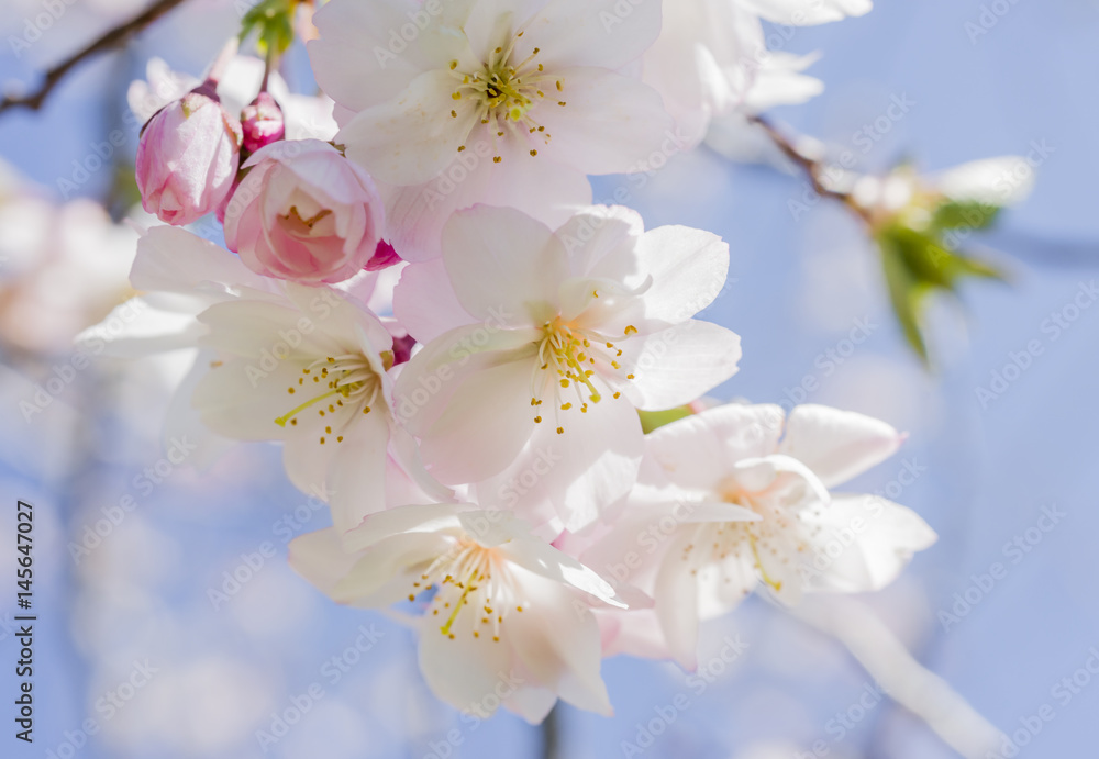 White spring blossoms and buds hanging from a branch White spring blossoms and buds hanging from a branch