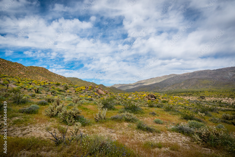 Cactus and wildflowers in the desert during the spring California super bloom.