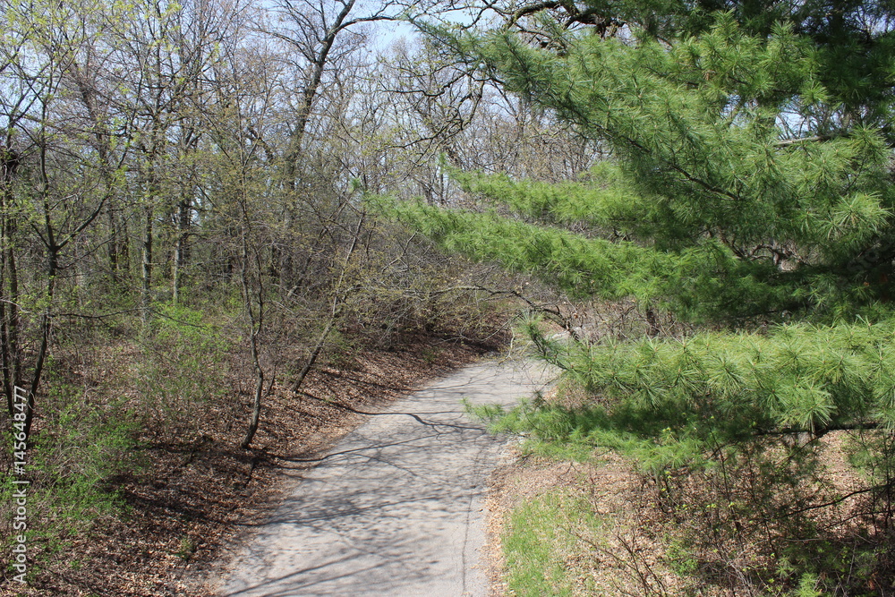 path in the woods path in the woods