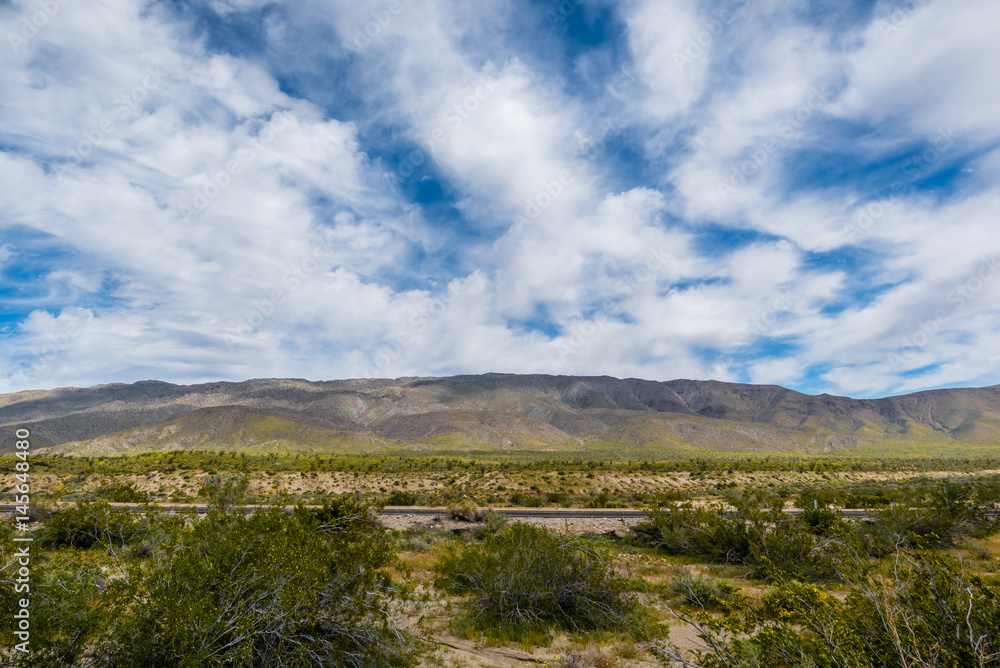 Cactus and wildflowers in the desert during the spring California super bloom.