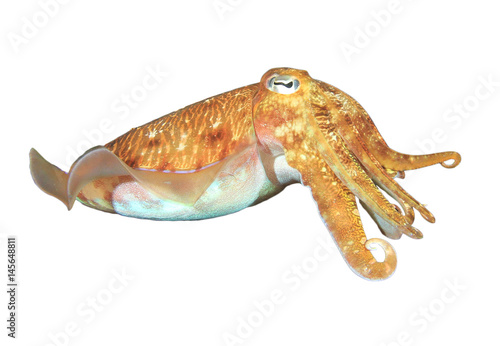Cuttlefish sepia fish isolated on white background