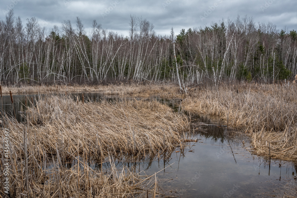 Fototapeta premium Swamp