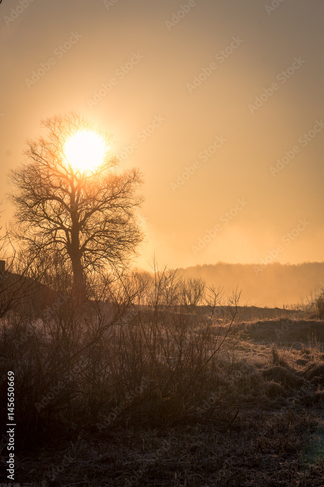 The sun drives the fog from the frozen field, beautifully outlining the silhouette of the tree, the early frosty spring morning The sun drives the fog from the frozen field, beautifully outlining the silhouette of the tree, the early frosty spring morning