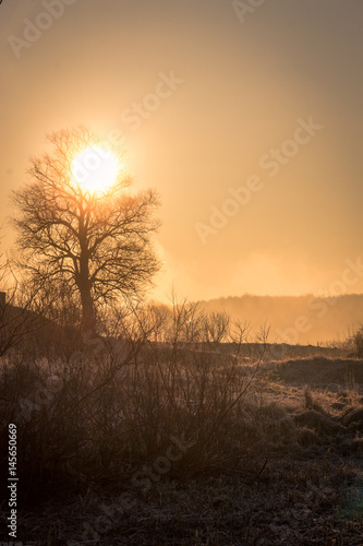The sun drives the fog from the frozen field, beautifully outlining the silhouette of the tree, the early frosty spring morning photo