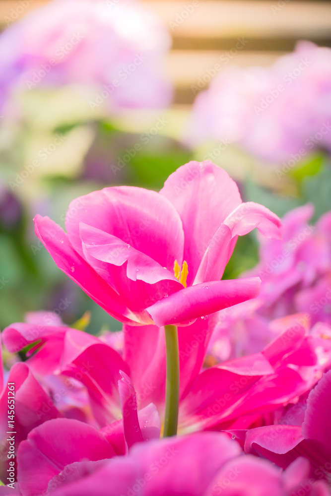 Obraz premium Tulip. Beautiful bouquet of tulips. colorful tulips.