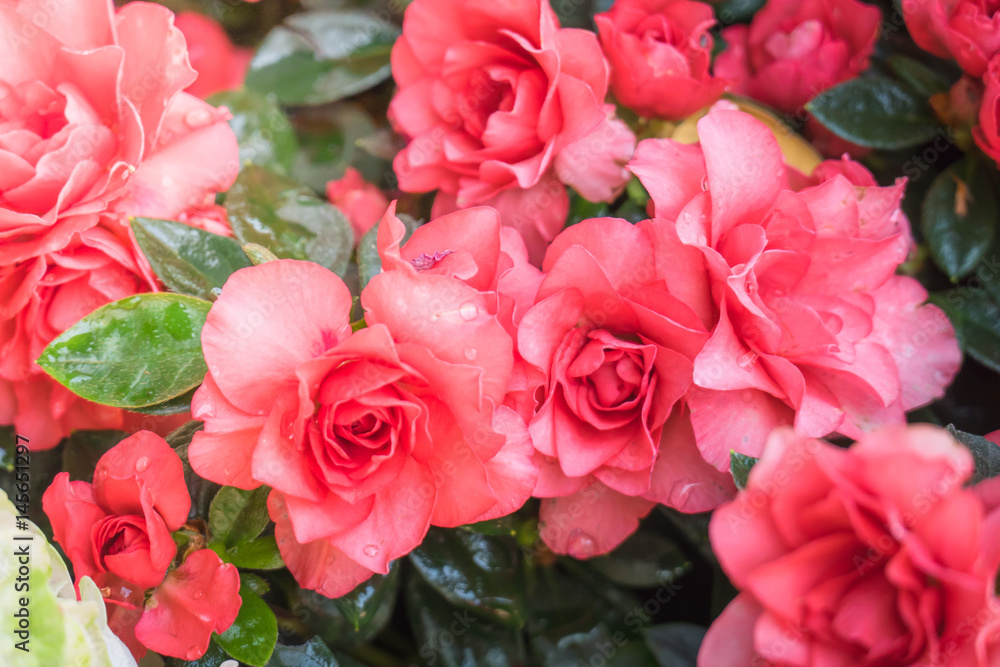 beautiful background with flowers roses beautiful background with flowers roses