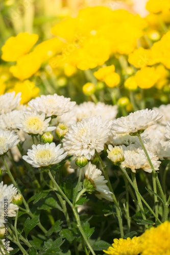 beautiful background with flowers roses photo