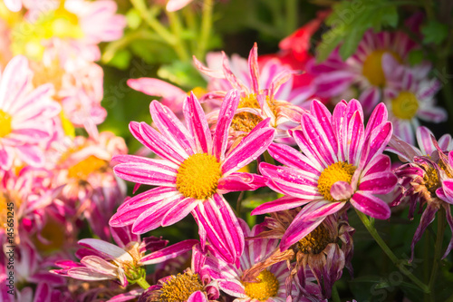 beautiful background with flowers roses photo