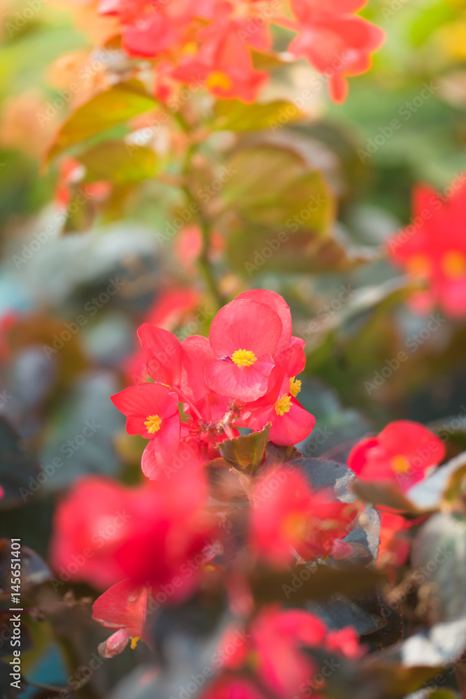 beautiful background with flowers roses beautiful background with flowers roses
