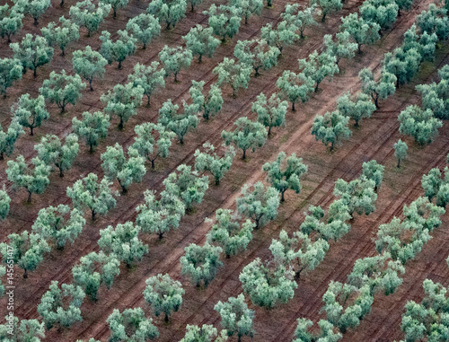 Aerial Olive Grove Italy