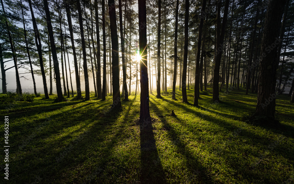 Mỏning light through a pine forest