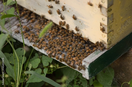 Busy bees photo