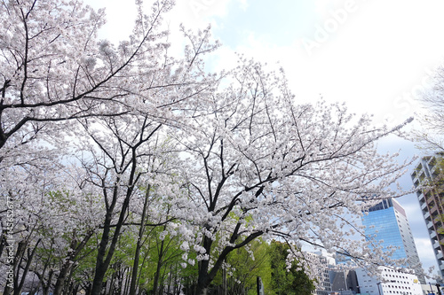 Wallpaper Mural 桜とビル群_643 Torontodigital.ca