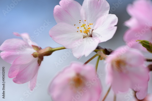 桜の花 © makoto photo