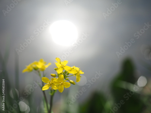 菜の花　太陽の水面反射