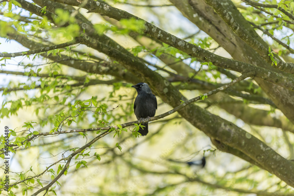 Jackdaw on a tree branch. The european jackdaw is a bird in the crow family. Jackdaw on a tree branch. The european jackdaw is a bird in the crow family.