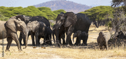 Tableau sur toile Herd of African elephants in Serengeti National Park,
