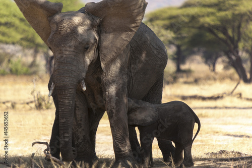 фотографія Mother and two baby elephant in  Serengeti  National park,   True wildlife photo