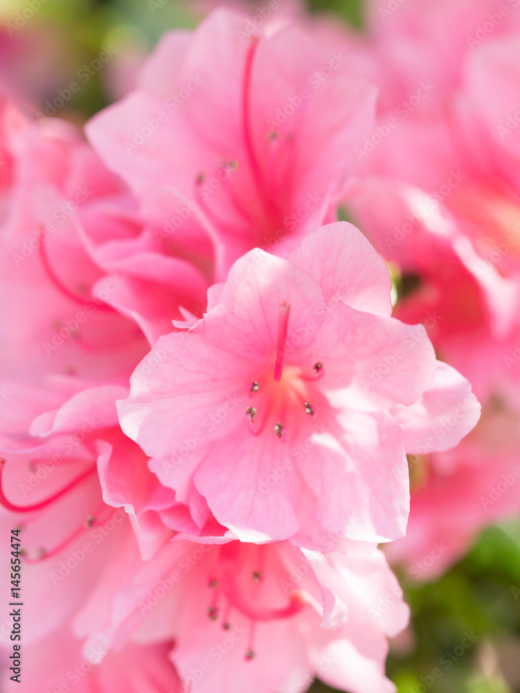 ツツジの花