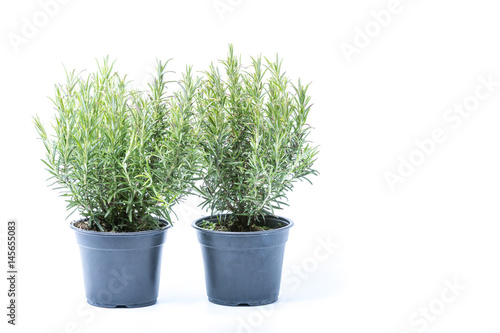 Two small trees of Rosemary in black plastic pots isolated on white background