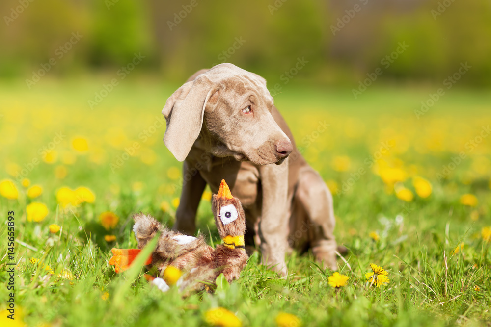 cute Weimaraner puppy plays with a plushie