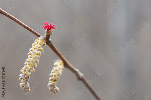 Hazel Catkin and Flower