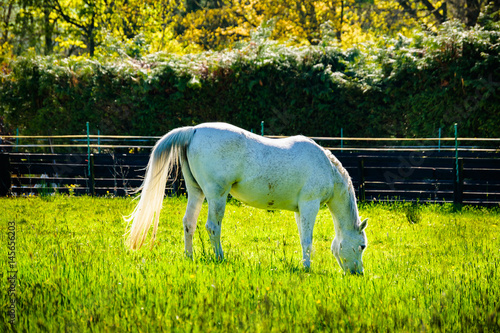 White Horse On The Meadows