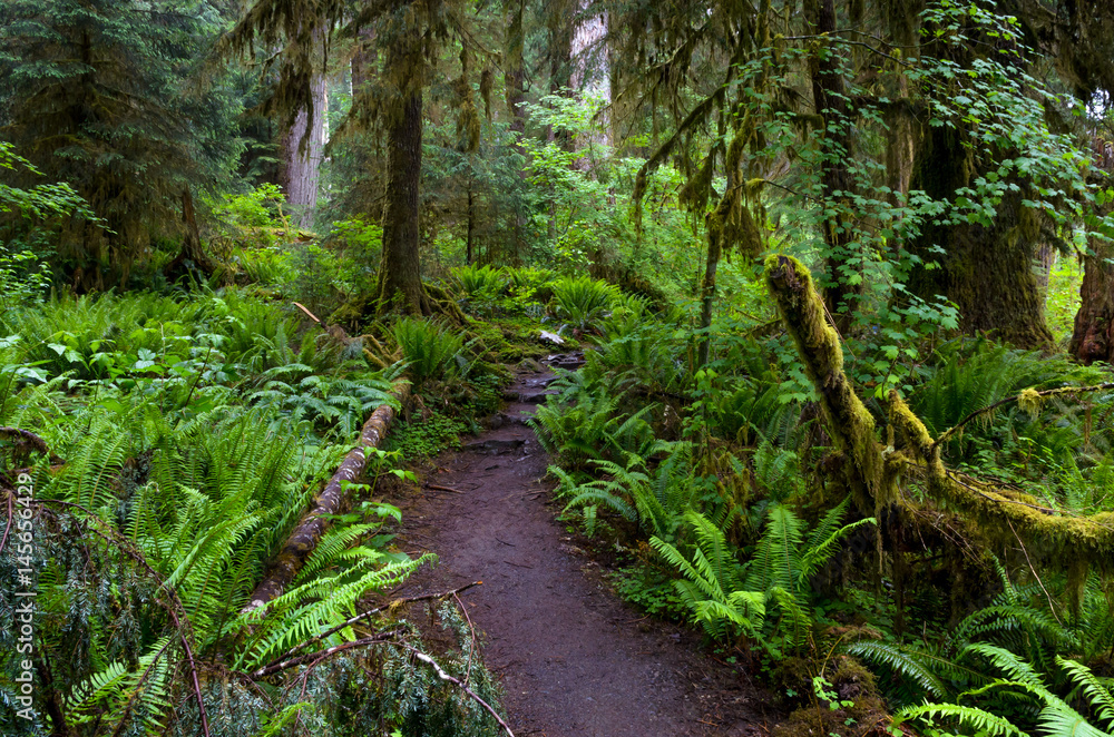 Lush trail in Olympic National Park