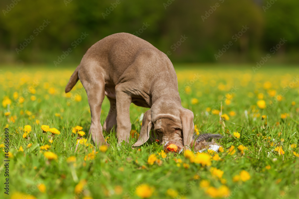 cute Weimaraner puppy in a dandelion meadow