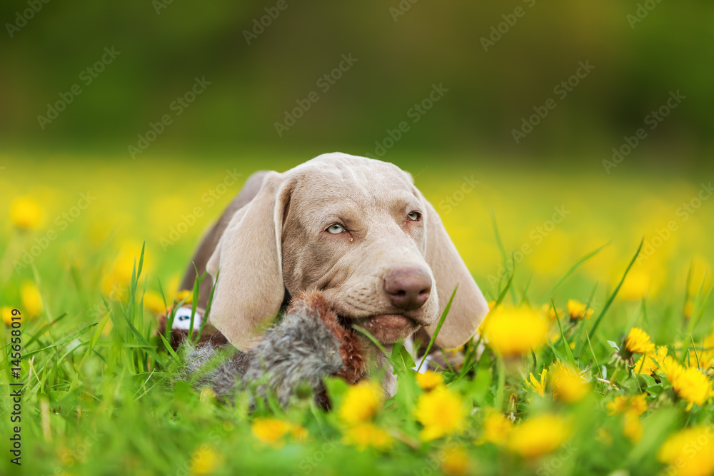 cute Weimaraner puppy in a dandelion meadow cute Weimaraner puppy in a dandelion meadow