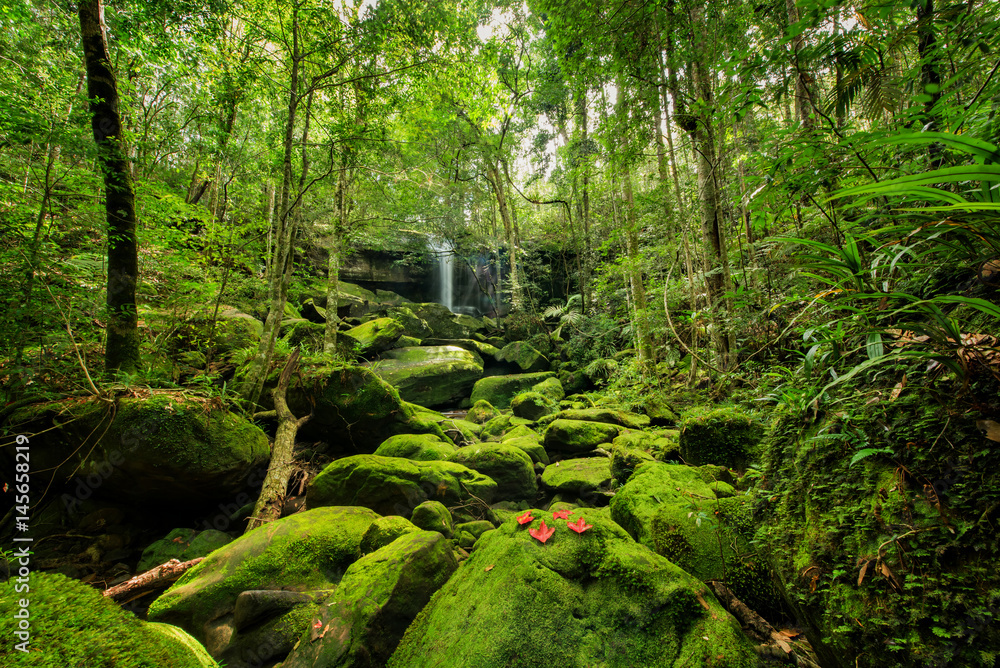 Fototapeta premium Wonderful green landscape with green moss and waterfall at the tropical rain forest, Breathtaking primitive forest and evergreen nature landscape, Beautiful green moss growing on stone in deep jungle