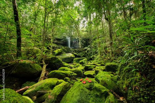 Wonderful green landscape with green moss and waterfall at the tropical rain forest, Breathtaking primitive forest and evergreen nature landscape, Beautiful green moss growing on stone in deep jungle