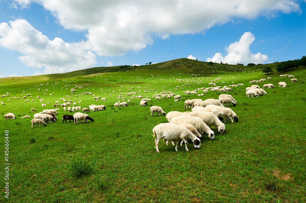 Obraz premium The flock of sheep or goats