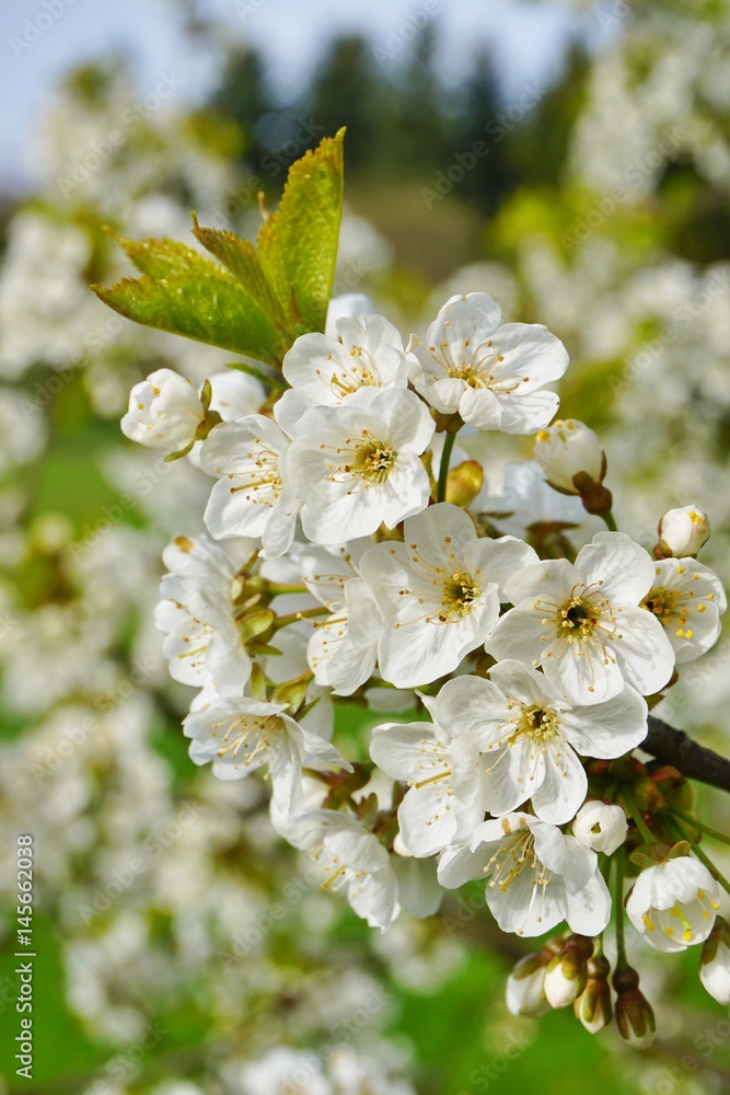 Obraz premium flowering tree - natural background, texture