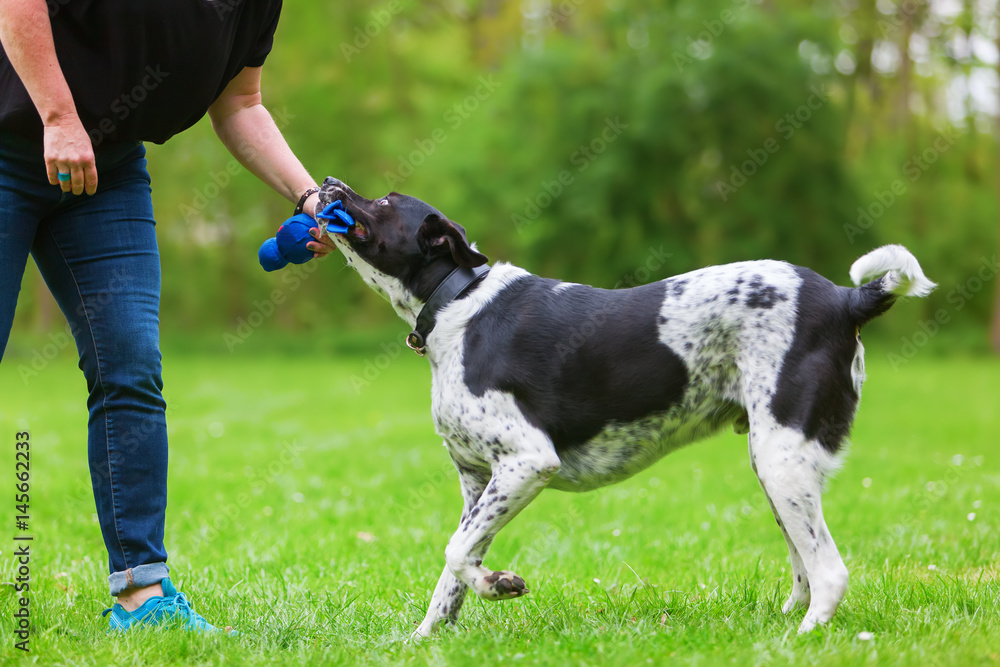 woman plays with her dog outdoors woman plays with her dog outdoors