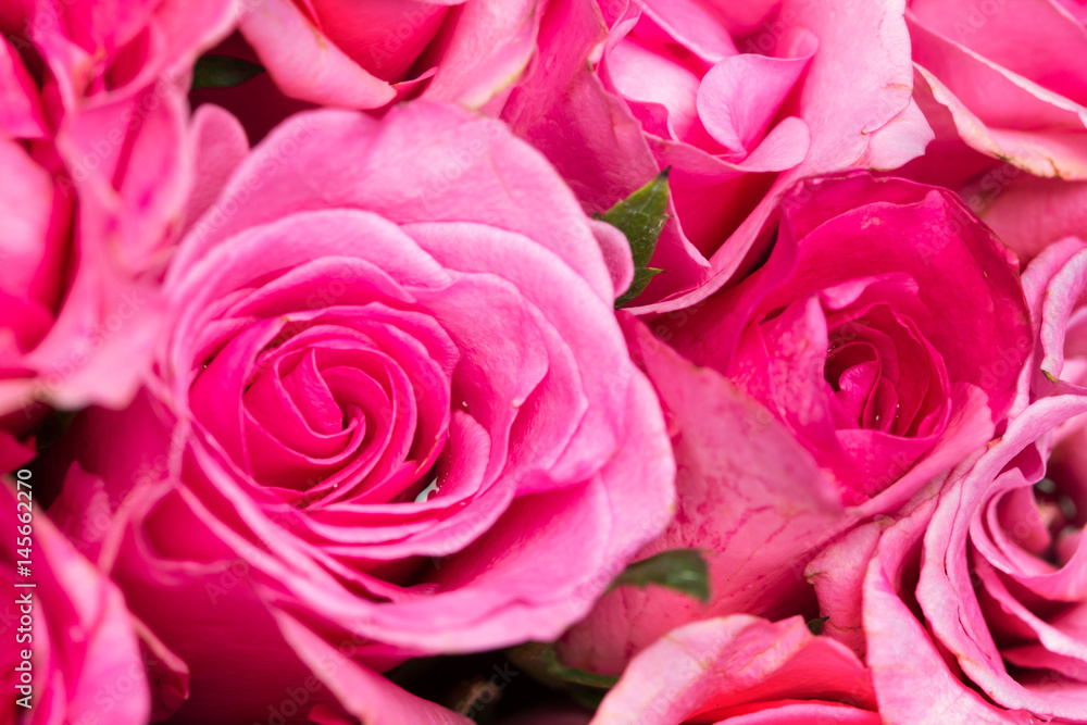 close up the sweet light pink on pink abstract lighting background  for love and romace concept