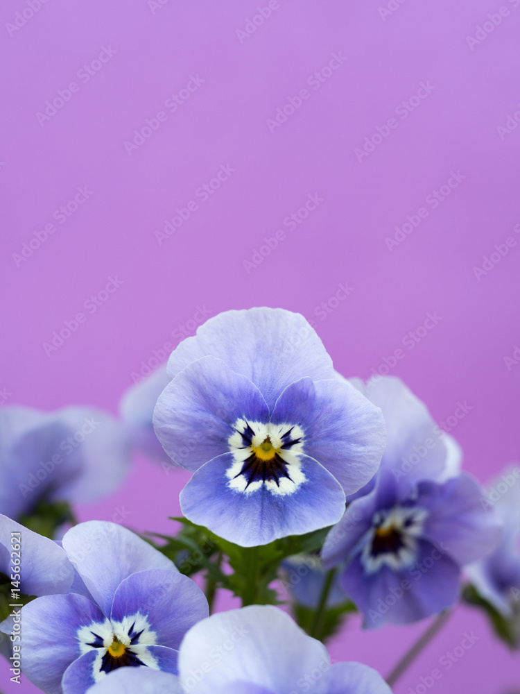 Fototapeta premium ビオラの花