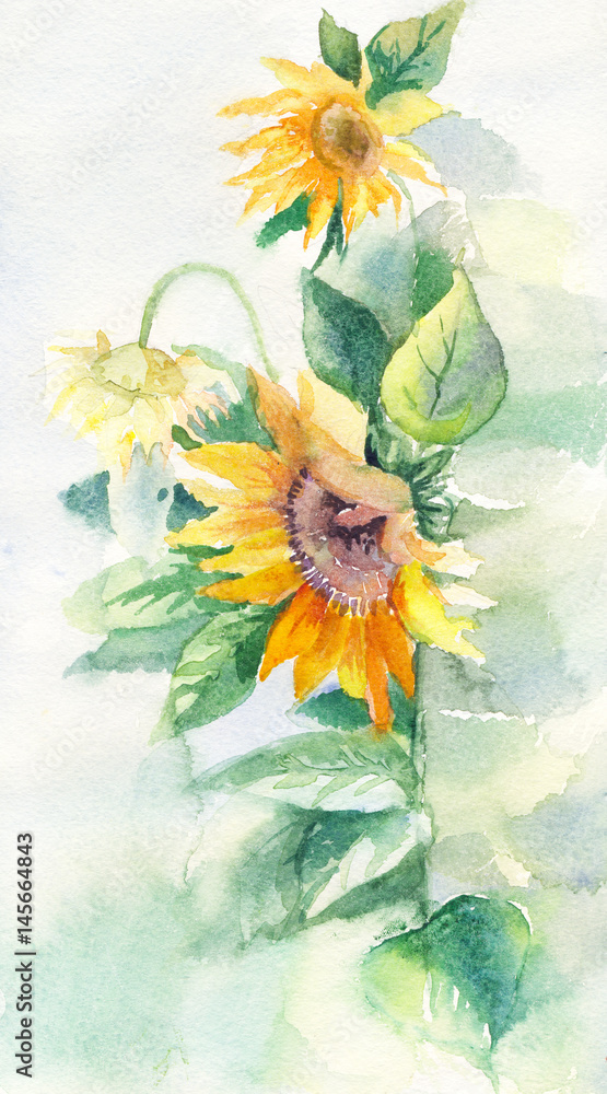 Fototapeta premium Watercolor sunflowers suitable for poster, postcard, print, cover, invitation, wallpaper, etc.