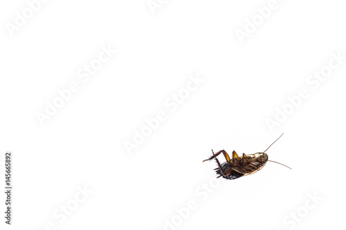 isolated dead cockroach on white background © Patrik Stedrak
