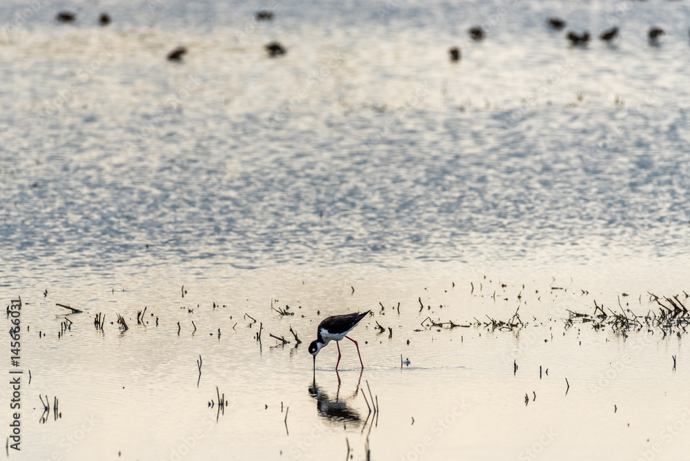 Fototapeta premium Merced National Wildlife Refuge 