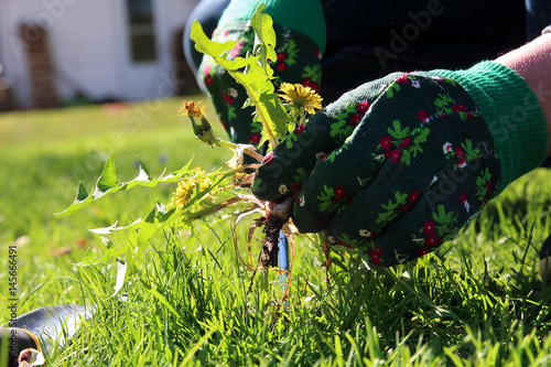 Fototapeta Naklejka Na Ścianę i Meble -  A man pulling  dandelion / weeds out from the grass  loan